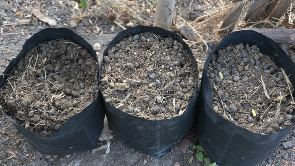 Los medios de plantación de bolsas de polietileno, una alternativa al cultivo de verduras y flores es más práctico y eficiente en tierras limitadas - Foto, imagen