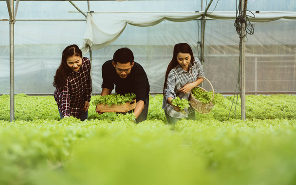 Groupe de jeunes agriculteurs asiatiques, récolte de légumes biologiques Hydroponics heureux avec les légumes frais parfaits mis ensemble le panier à vendre. - Photo, image