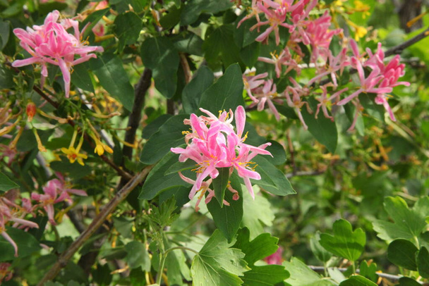 タタリアンハニーサックル(ロニセラ・タタリカ)グレートフォールズ,モンタナ州のライアン島の日使用エリアでピンクの花 - 写真・画像