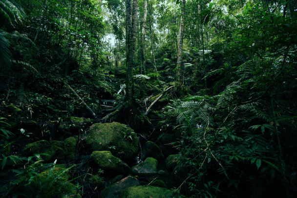 naturaleza verde de los helechos en la selva tropical / Paisaje bosque tropical oscuro exuberante y arroyo de agua Río - Foto, Imagen