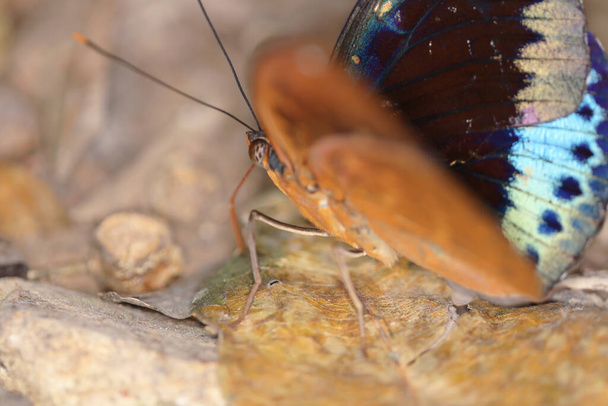 Блакитна метелик. у природі на задньому плані
 - Фото, зображення