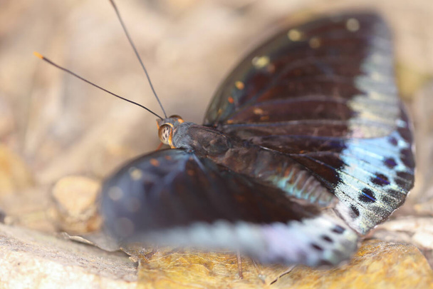 Блакитна метелик. у природі на задньому плані
 - Фото, зображення