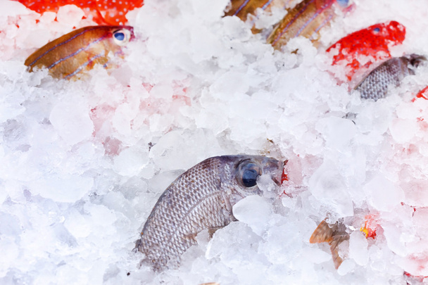 Fish on ice - Zdjęcie, obraz
