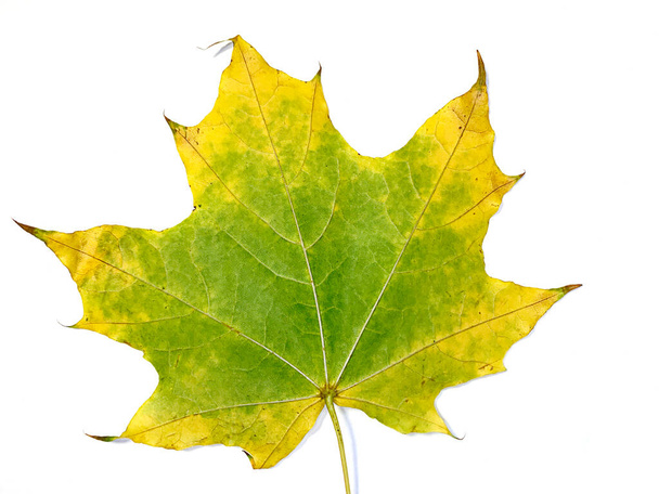 Podzimní spadlý javorový list izolovaný na bílém pozadí. Kvalitní fotografie - Fotografie, Obrázek