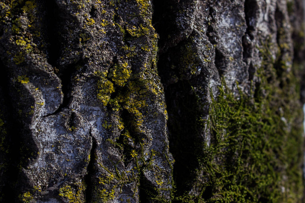 Old Wood Bark Tree Texture Background Pattern. Selective focus. - Fotoğraf, Görsel