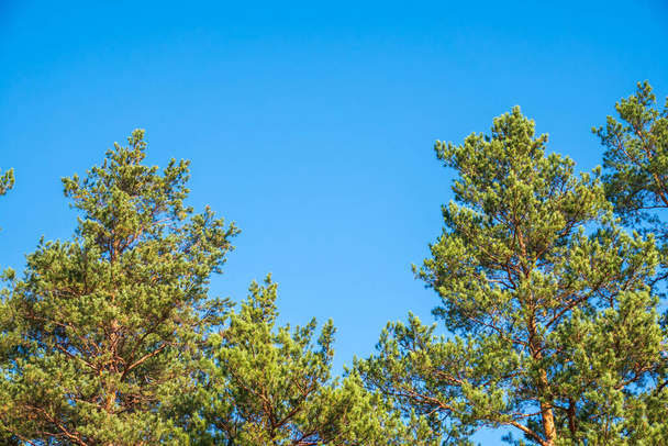 Crown of lush green pine tree with long needles on a background of blue sky. Freshness, nature, concept. - Foto, immagini