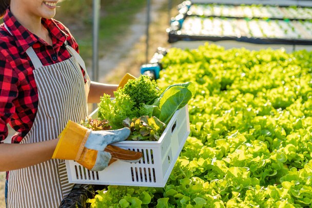 Çiftçi donanımı tarım eldivenleri sebzeleri hidrofonik çiftlikte tutar ve müşteriye teslim edilmeden önce sebzeleri titizlikle inceler. - Fotoğraf, Görsel
