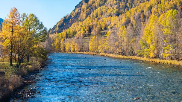 Autumn view of a mountain river. Sunny day. Wild place in Siberia. - Foto, afbeelding