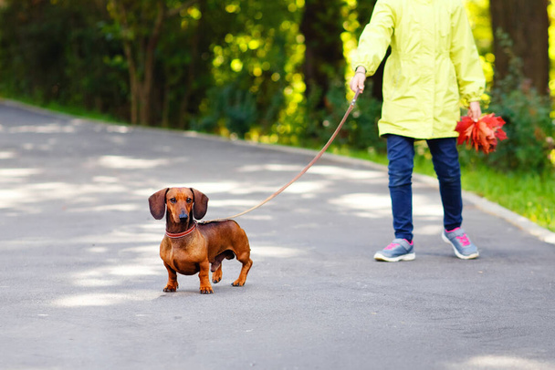 A girl in a yellow jacket walks a red Dachshund on a leash in the Park in autumn. - Fotografie, Obrázek