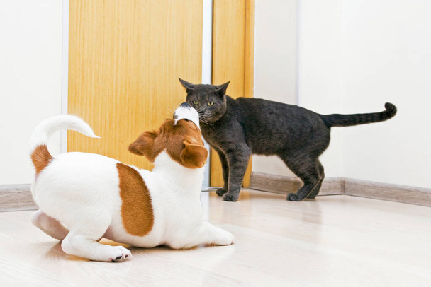 söpö jack russell terrieri pentu flirttailu aikuisen harmaa kissa, skandaali suunnittelu - Valokuva, kuva