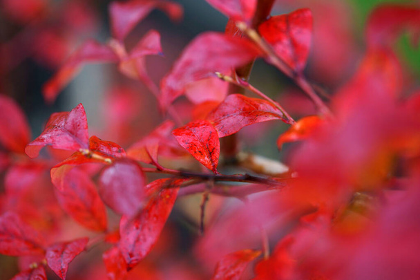 Feuilles de bleuet rouge d'automne - Photo, image