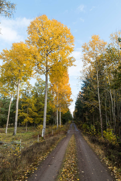 Светящиеся осины на стороне грунтовой дороги в шведской провинции Смаланд - Фото, изображение