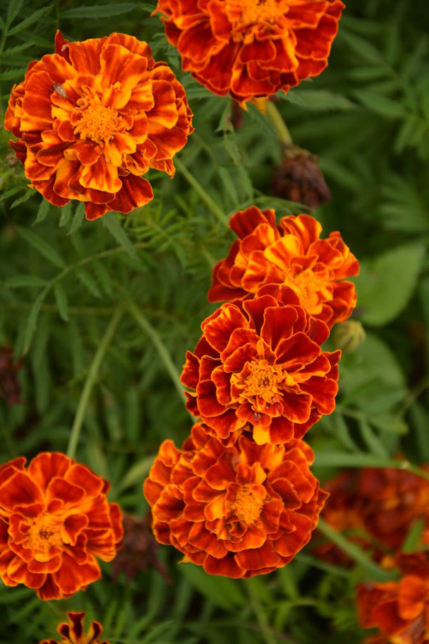 Zblízka krásné Marigold květiny (Tagetes erecta, mexické, aztécké nebo africké louže) v zahradě. marigold žlutá, oranžová, fialová barva se spoustou lehce zvlněných okvětních lístků. Sférický pupen. - Fotografie, Obrázek