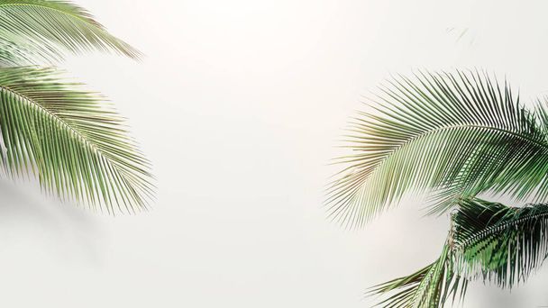 hojas de coco de palma sobre fondo blanco, espacio en blanco arreglado con hoja verde  - Foto, Imagen