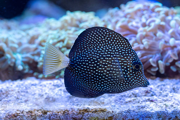 Juvenile Gem Tang (Zebrasoma gemmatum) beaux poissons marins de Maurice - Photo, image