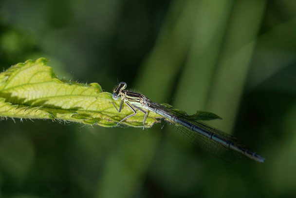 White-legged Damselfly - Platycnemis pennipes, beautiful dragonfly from European reeds, marshes and fresh waters, Morava river, Czech Republic. - Photo, Image
