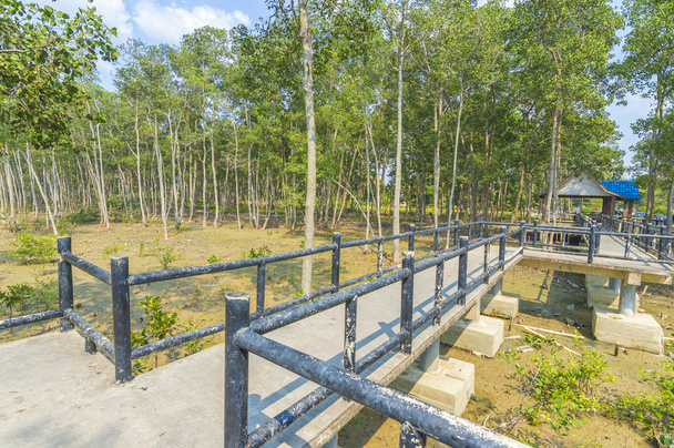 steiger en mangrove - Foto, afbeelding