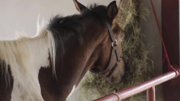 Pferd steht im Stall und frisst Heu. Braune Pferde fressen Heu im Stall. Pferdezucht auf Viehhof - Filmmaterial, Video