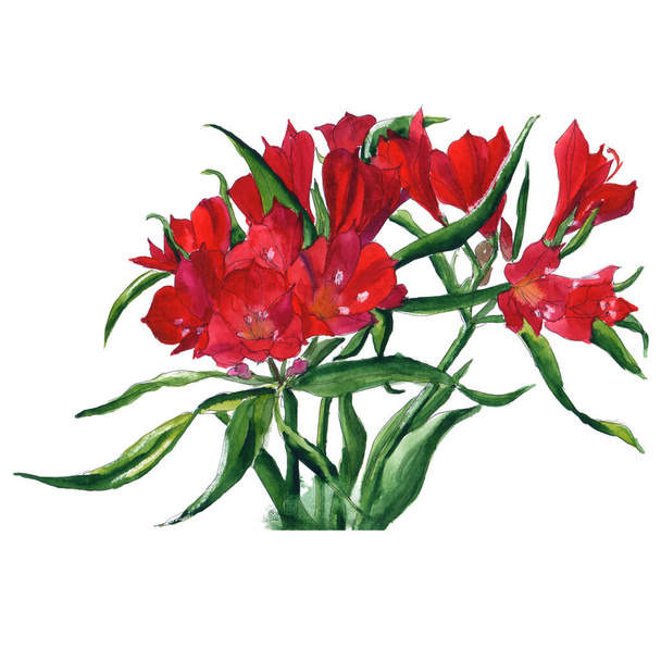 Yellow, pink, red Alstroemeria with green stem and leaves - watercolor illustration - Фото, зображення