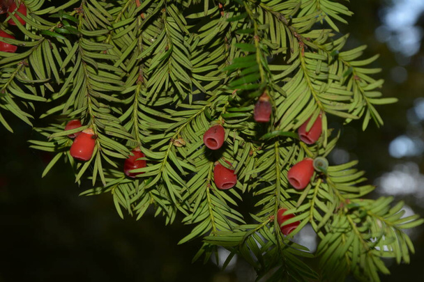 Taxus baccata closeup. Conifer needles and fruits. Green branches of yew tree with red berries - Photo, Image