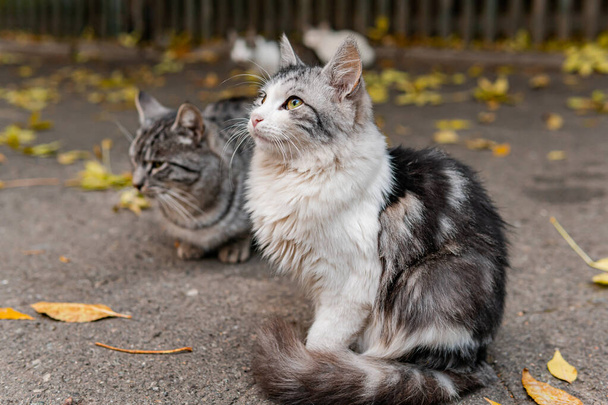 Roztomilé a krásné pouliční kočky s krásnýma očima, koťátko, hladové a vystrašené, v hravé náladě - Fotografie, Obrázek