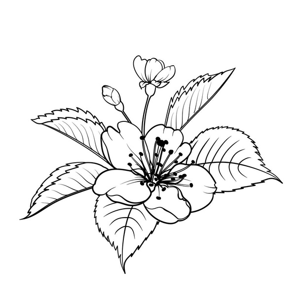 Hand drawn design elements sakura flowers collection. - Вектор, зображення