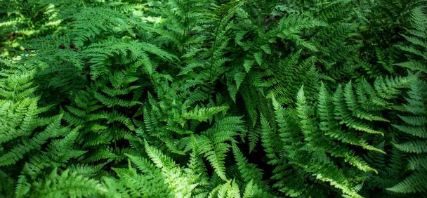 Dense thickets of ferns. Forest plants pattern - Photo, Image
