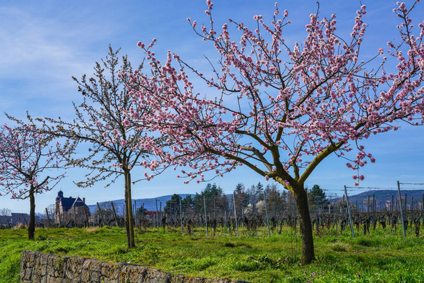 Миндальные деревья, цветущий Prunus dulcis, южная винная улица, Гиммельт, Рейнланд-Пфальц Германия - Фото, изображение