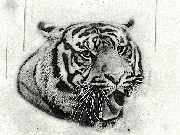 tigre arte ilustração cor vintage grunge retro
 - Foto, Imagem
