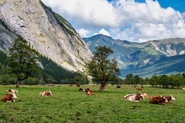 Őszi kilátás a juharfák Ahornboden, Karwendel hegyek, Tirol, Ausztria - Fotó, kép