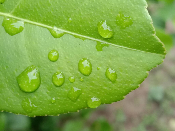 Green Leaf Closeup On Farm For Viewer - Fotografie, Obrázek