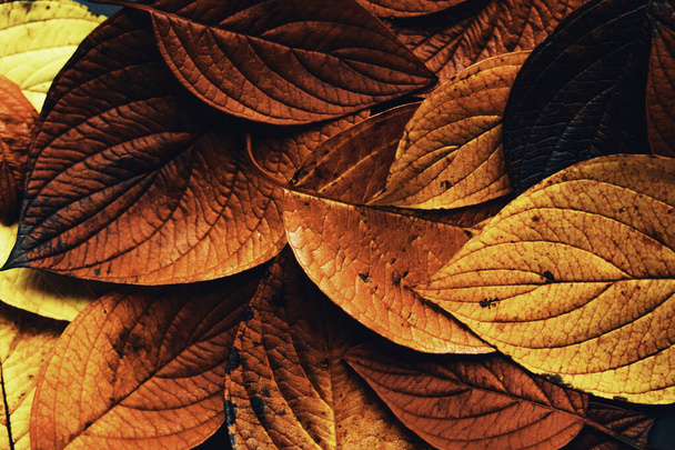 Sfondo arancione colorato di foglie autunnali - Foto, immagini