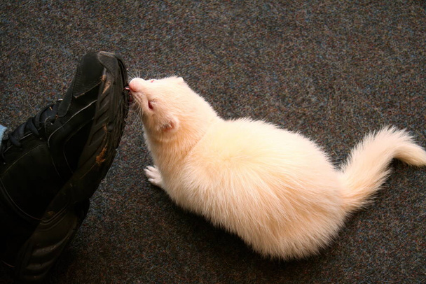 A white domestic ferret in the living room - Photo, Image