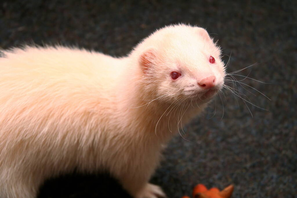 A white domestic ferret in the living room - Photo, Image