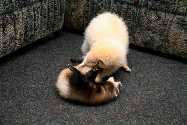 Two Domestic Ferret (Mustela putorius furo) playing - Photo, Image