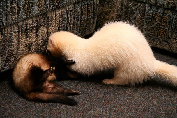 Two Domestic Ferret (Mustela putorius furo) playing - Photo, Image