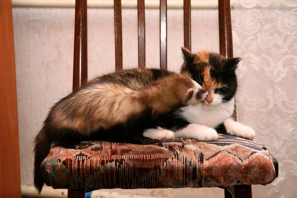 Όμορφη εγχώρια κουνάβι (Mustela putorius furo) και κόκκινη γάτα - Φωτογραφία, εικόνα