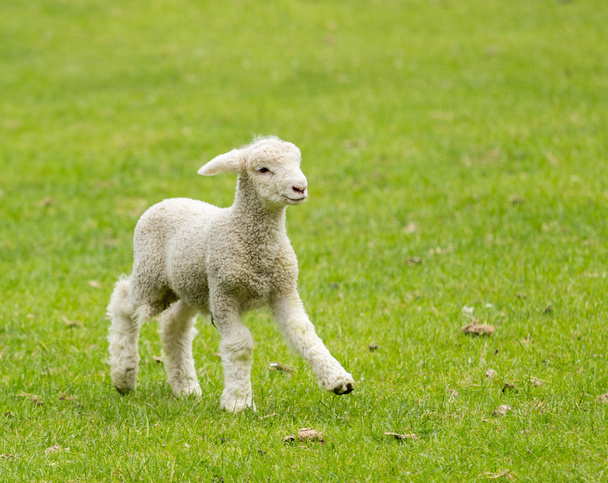 Carino agnello nel prato in Nuova Zelanda
 - Foto, immagini