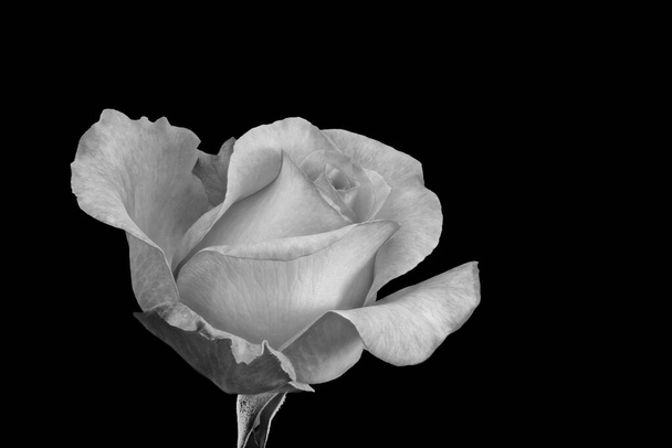 macro rose monochrome d'une seule fleur isolée avec tige et feuille dans un style de peinture vintage sur fond noir - Photo, image