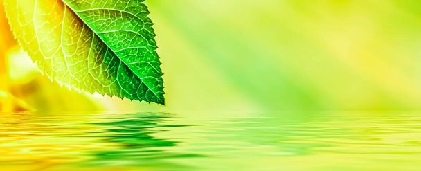 緑の葉と春の水、エコ自然とバイオエネルギーの背景 - 写真・画像