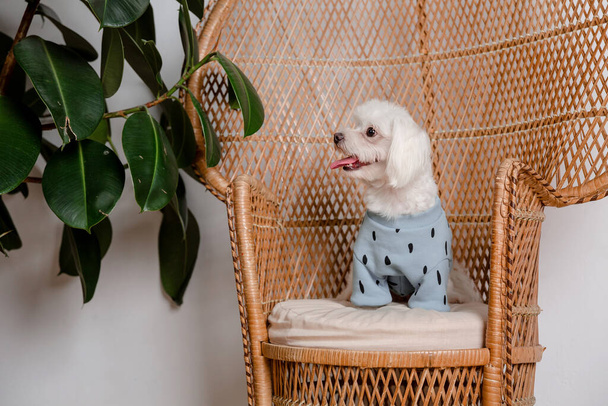 Dog in fashionable clothes. Dressed dog. Dog clothes. Pet Supplies - Valokuva, kuva