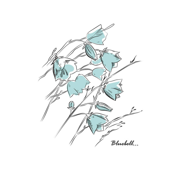 Lindas flores bluebells no fundo branco. Elemento vetorial botânico para o seu projeto. - Vetor, Imagem