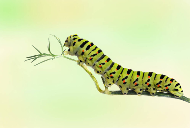 Caterpillar on grass isolated on  background - Photo, Image