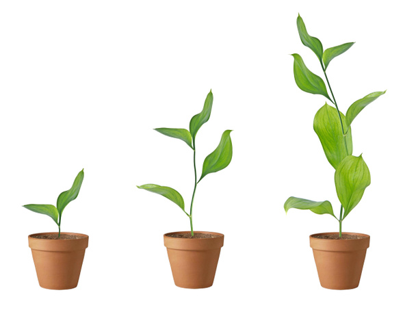 Três plantas no solo - Foto, Imagem