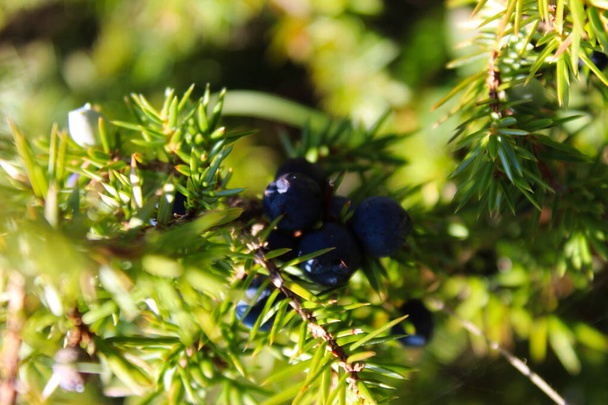 Eine Gruppe reifer blauer Wacholderbeeren auf einem Zweig zwischen grünen Nadeln. Juniperus communis Frucht. Gebirge Bjelasnica, Bosnien und Herzegowina. - Foto, Bild