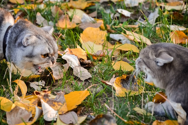 angry gray tabby cat hisses at the cat. a fight between a domestic and a wild cat on the grass with yellow leaves, autumn da - Photo, Image