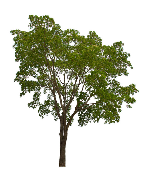 izolált zöld fa található, fehér alapon. Gyűjteménye elszigetelt fa fehér háttér Trópusi fa - Fotó, kép