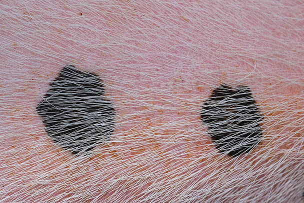 Struttura della pelle di maiale con pelliccia come sfondo - Foto, immagini
