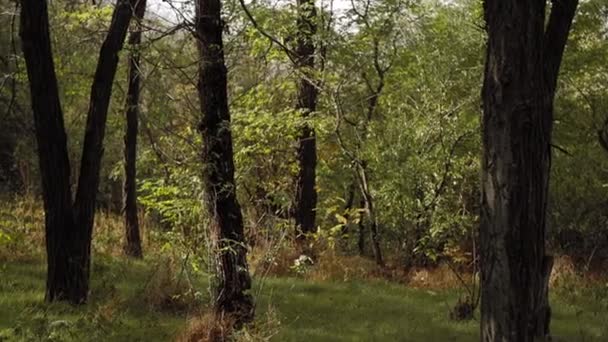Krajobraz lasu. Nagranie 4k. Widok na relaks. Ochrona środowiska  - Materiał filmowy, wideo