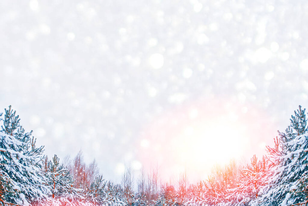 Mrożony las zimowy z pokrytymi śniegiem drzewami. na zewnątrz - Zdjęcie, obraz